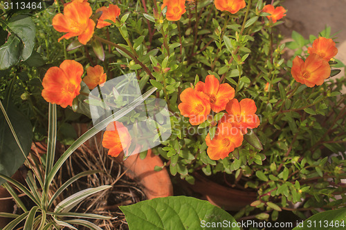 Image of Portulaca flowers