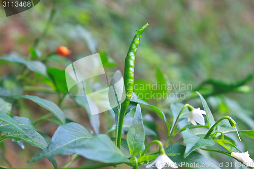 Image of Fresh chillies growing in the vegetable garden