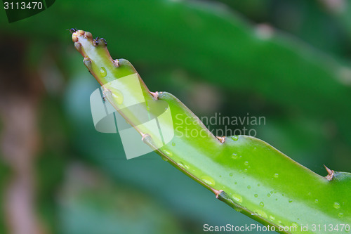 Image of leaves of dragon fruit tree with drop water