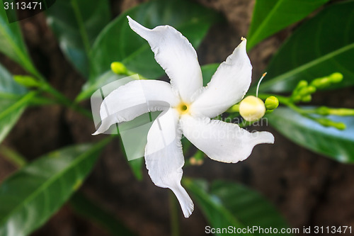 Image of White Sampaguita Jasmine or Arabian Jasmine