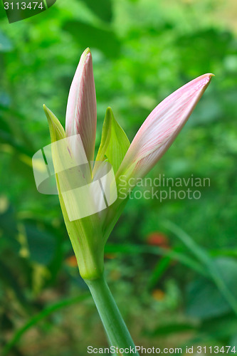 Image of Bud of Hippeastrum flower 