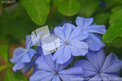 Image of verbena flower in garden