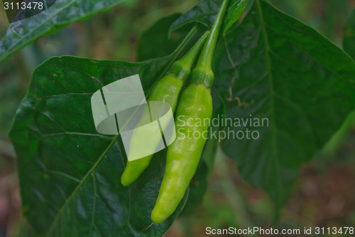 Image of Fresh chillies growing in the vegetable garden