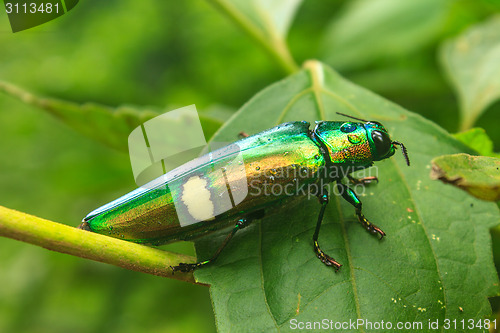 Image of beetle in Genus steriocera