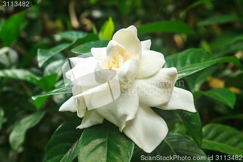 Image of beautiful Gardenia jasminoides flower on tree