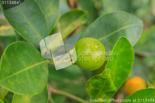 Image of Lemons on tree in farm