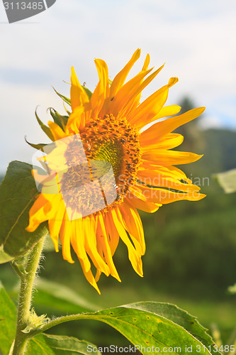 Image of beautiful sunflower in field and blue sky