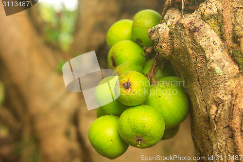 Image of ficus fruits on the tree 