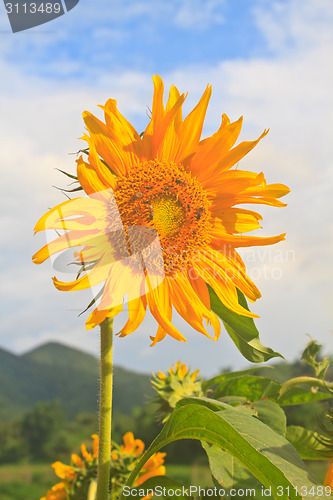 Image of beautiful sunflower in field and blue sky