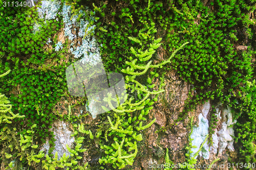 Image of  tree bark with moss