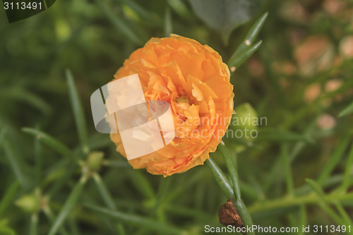 Image of Yellow Portulaca flowers at the garden 