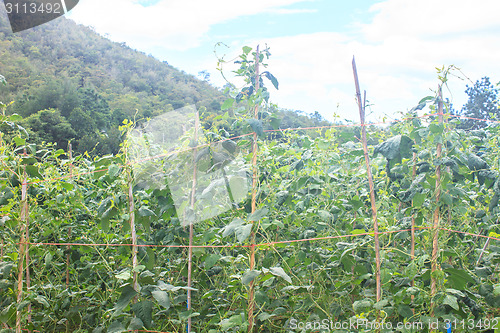 Image of Yard long bean farm