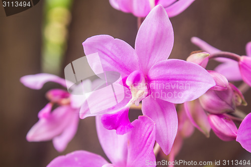 Image of Spathoglottis Plicata purple orchids