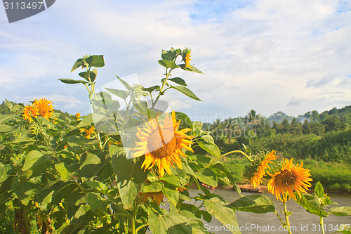Image of beautiful sunflower in field and blue sky