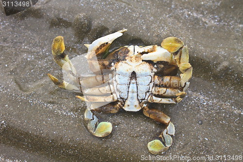 Image of crab on a background of sand 