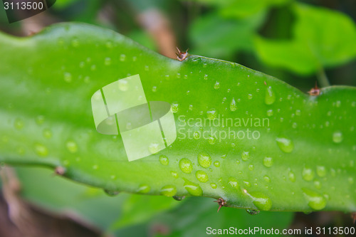 Image of leaves of dragon fruit tree with drop water