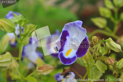 Image of  Bluewings in the garden or nature park 