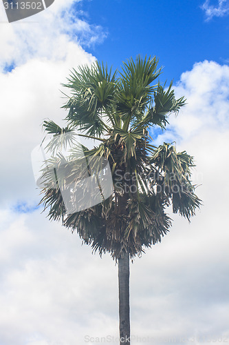 Image of sugar palm tree on blue sky