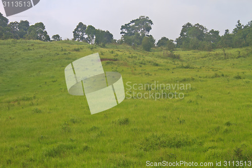 Image of grass field in the beginning of summer 