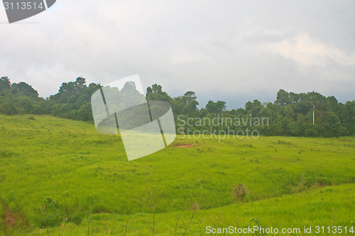 Image of grass field in the beginning of summer 