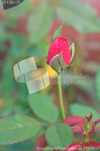 Image of  flowering red roses in the garden 