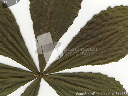 Image of chestnut leafs