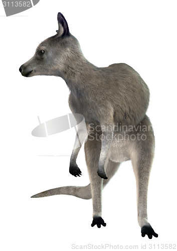 Image of Eastern Grey Kangaroo