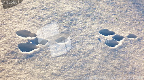 Image of Hare trace in the white snow
