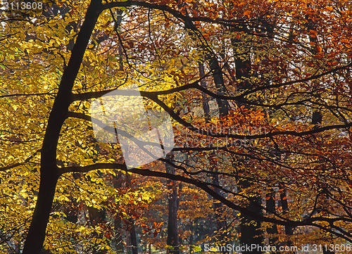 Image of Autumn