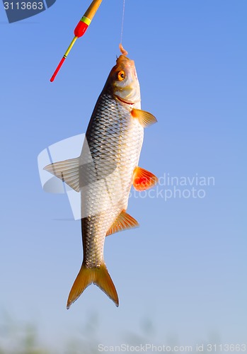 Image of angling roach fish on a fishing pole