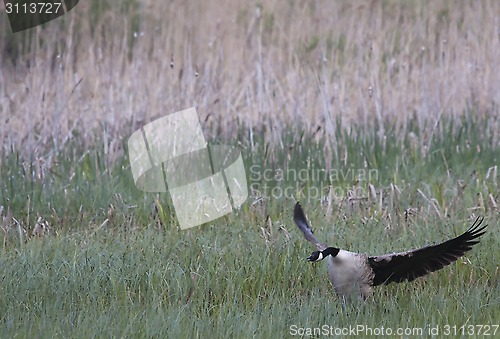 Image of canada goose