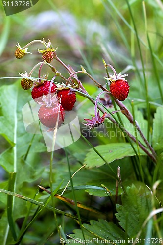 Image of wild strawberries