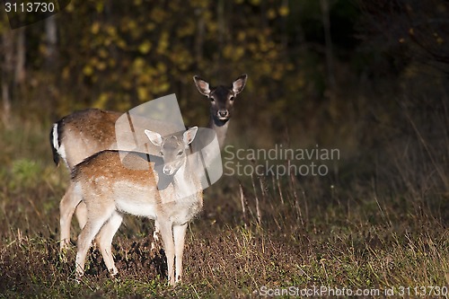 Image of fallow deer