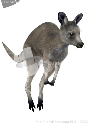 Image of Eastern Grey Kangaroo
