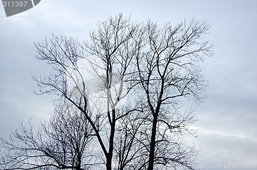 Image of Naked tree