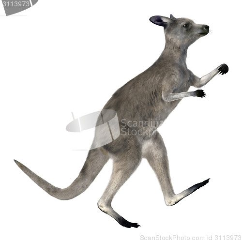 Image of Eastern Grey Kangaroo