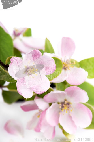 Image of apple tree blossoms