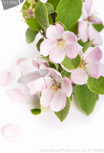 Image of apple tree blossoms