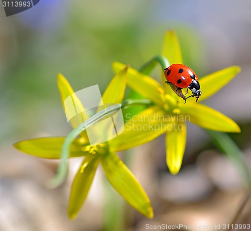 Image of red ladybug 