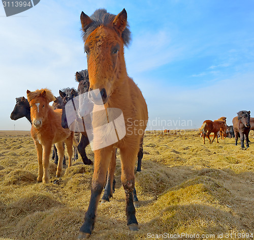 Image of Icelandic horses