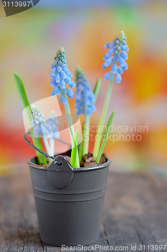 Image of Muscari botryoides flowers