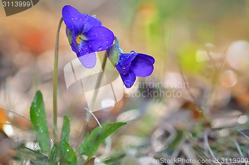 Image of violets flowers blooming on field