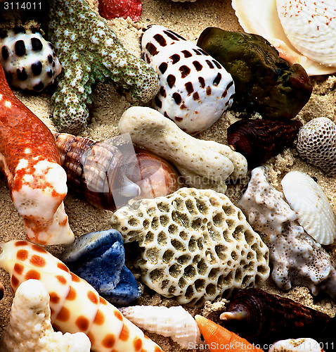 Image of Ocean Shell Background