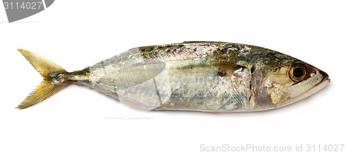 Image of Indian mackerel