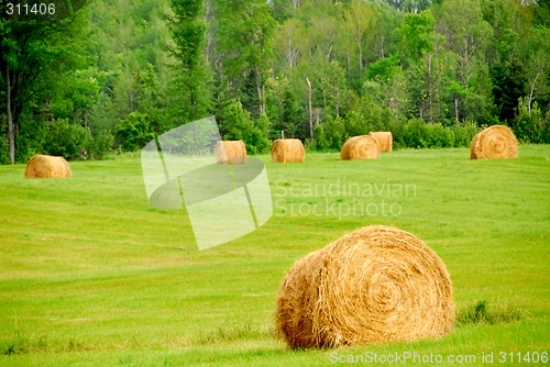 Image of Hay bales