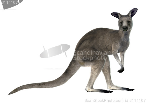 Image of Eastern Grey Kangaroo