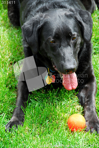 Image of Dog with a ball