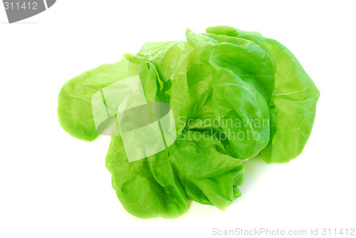 Image of Boston lettuce