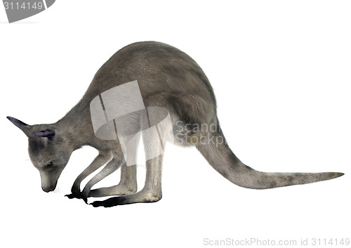 Image of Eastern Grey Kangaroo