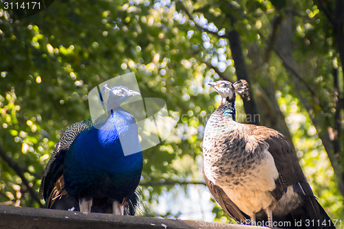 Image of Two peacocks 